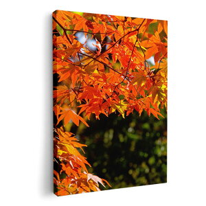 A[gpl G G  IׂTCY 420×297 mm A3 _  ʐ^ tHg CeA  004615 gt@H@i