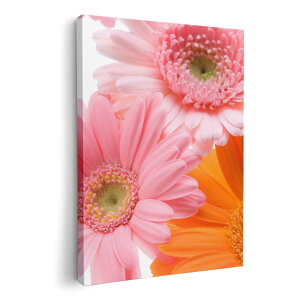 A[gpl G G  IׂTCY 420×297 mm A3 _  ʐ^ tHg CeA  005378 ԁ@t[@ʐ^