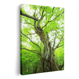 A[gpl G G  IׂTCY 420×297 mm A3 _  ʐ^ tHg CeA  005452 ʐ^@X@A