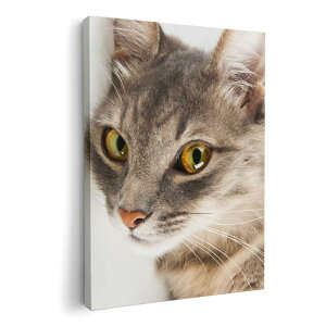 A[gpl G G  IׂTCY 420×297 mm A3 _  ʐ^ tHg CeA  006477 ʐ^@@˂