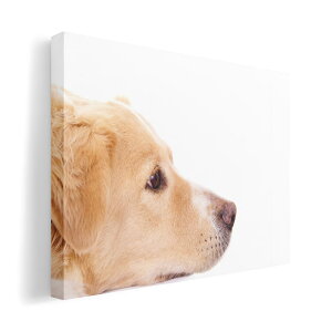 A[gpl G G  IׂTCY 420×297 mm A3 _  ʐ^ tHg CeA  006630 ʐ^@@