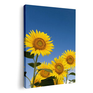 A[gpl G G  IׂTCY 420×297 mm A3 _  ʐ^ tHg CeA  009265 t[@Ђ܂@ʐ^