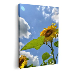 A[gpl G G  IׂTCY 420×297 mm A3 _  ʐ^ tHg CeA  011366 ԁ@Ђ܂@ʐ^