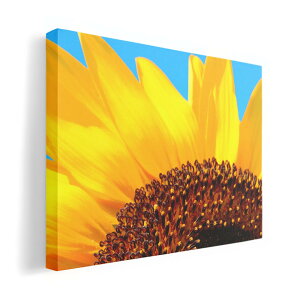 A[gpl G G  IׂTCY 420×297 mm A3 _  ʐ^ tHg CeA  011439 ԁ@Ђ܂@ʐ^