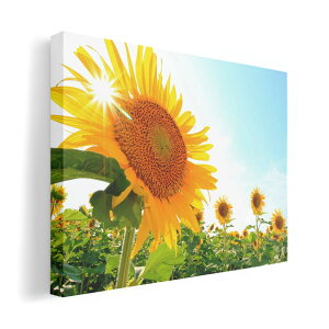 A[gpl G G  IׂTCY 420×297 mm A3 _  ʐ^ tHg CeA  011440 ԁ@Ђ܂@ʐ^