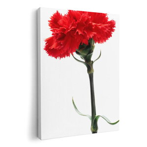 A[gpl G G  IׂTCY 420×297 mm A3 _  ʐ^ tHg CeA  012928 ̓@J[l[V@