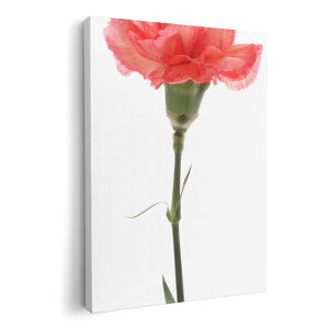 A[gpl G G  IׂTCY 420×297 mm A3 _  ʐ^ tHg CeA  012935 ̓@J[l[V@