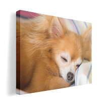 楽天市場】チワワ（アートパネル・アートボード｜壁紙・装飾フィルム  