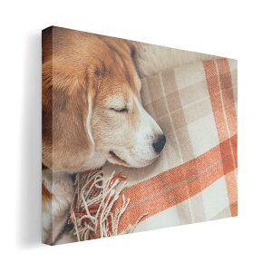 A[gpl G G  IׂTCY 420×297 mm A3 _  ʐ^ tHg CeA  014838 @Q