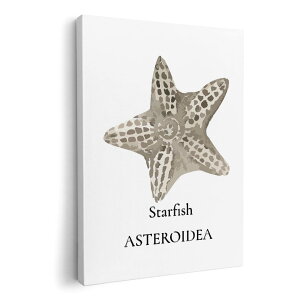 A[gpl G G  IׂTCY 420×297 mm A3 _  ʐ^ tHg CeA  019737 C̐ qgf starfish