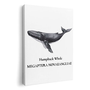 A[gpl G G  IׂTCY 420×297 mm A3 _  ʐ^ tHg CeA  019740 C̐ UgENW Humpback whale