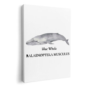 A[gpl G G  IׂTCY 420×297 mm A3 _  ʐ^ tHg CeA  019741 C̐ ViKXNW blue whale