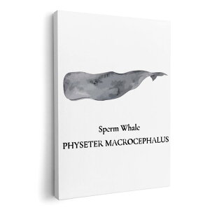 A[gpl G G  IׂTCY 420×297 mm A3 _  ʐ^ tHg CeA  019742 C̐ }bRENW sperm whale