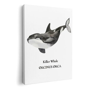 A[gpl G G  IׂTCY 420×297 mm A3 _  ʐ^ tHg CeA  019743 C̐ V` killer whale