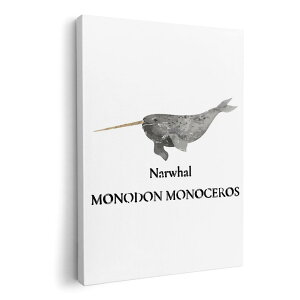 A[gpl G G  IׂTCY 420×297 mm A3 _  ʐ^ tHg CeA  019746 C̐ CbJN narwhal