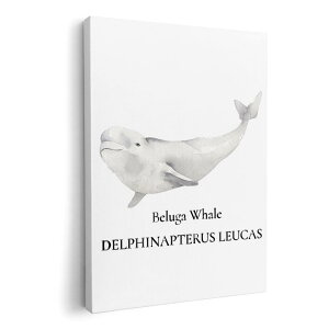 A[gpl G G  IׂTCY 420×297 mm A3 _  ʐ^ tHg CeA  019747 C̐ VCJ beluga whale