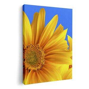 A[gpl G G  IׂTCY 210×297 mm A4 _  ʐ^ tHg CeA  001397 Ђ܂