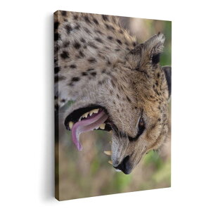 A[gpl G G  IׂTCY 210×297 mm A4 _  ʐ^ tHg CeA  002582 @ʐ^@^