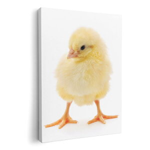 A[gpl G G  IׂTCY 210×297 mm A4 _  ʐ^ tHg CeA  002923 @@ʐ^