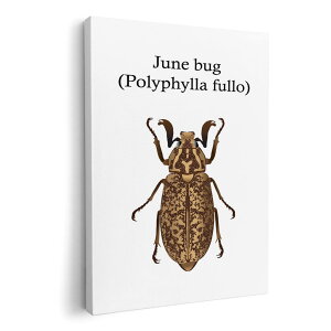 �A�[�g�p�l�� �G �G�� ���� �I�ׂ�T�C�Y 210×297 mm A4 ���_�� ���� �ʐ^ �t�H�g �C���e���A ������� 020014 �� polyphylla fullo �q�Q�R�K�l