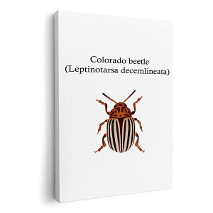 �A�[�g�p�l�� �G �G�� ���� �I�ׂ�T�C�Y 210×297 mm A4 ���_�� ���� �ʐ^ �t�H�g �C���e���A ������� 020022 �� colorado beetle �R�����h�n���V