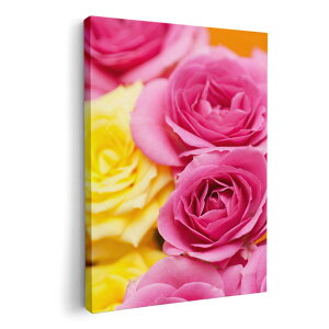 A[gpl G G  IׂTCY 210×297 mm A4 _  ʐ^ tHg CeA  005337 sN@F@