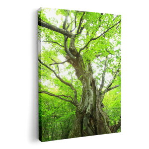 A[gpl G G  IׂTCY 210×297 mm A4 _  ʐ^ tHg CeA  005452 ʐ^@X@A