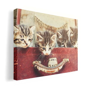 A[gpl G G  IׂTCY 210×297 mm A4 _  ʐ^ tHg CeA  008717 ʐ^@L@lR@Jo@