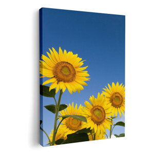 A[gpl G G  IׂTCY 210×297 mm A4 _  ʐ^ tHg CeA  009265 t[@Ђ܂@ʐ^