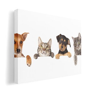 A[gpl G G  IׂTCY 210×297 mm A4 _  ʐ^ tHg CeA  009675 @L@ʐ^