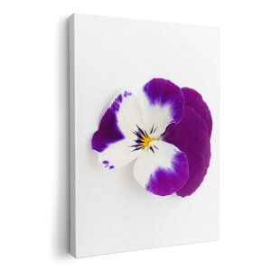 A[gpl G G  IׂTCY 210×297 mm A4 _  ʐ^ tHg CeA  011038 ԁ@t[@