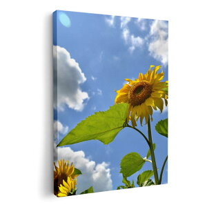 A[gpl G G  IׂTCY 210×297 mm A4 _  ʐ^ tHg CeA  011366 ԁ@Ђ܂@ʐ^