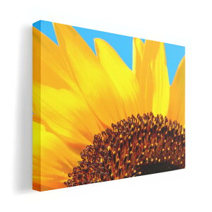 A[gpl G G  IׂTCY 210×297 mm A4 _  ʐ^ tHg CeA  011439 ԁ@Ђ܂@ʐ^