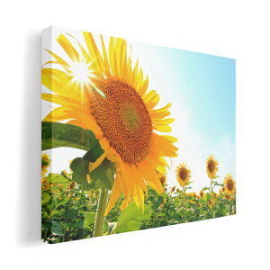 A[gpl G G  IׂTCY 210×297 mm A4 _  ʐ^ tHg CeA  011440 ԁ@Ђ܂@ʐ^