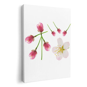 アートパネル 絵 絵画 飾り 選べるサイズ 210×297 mm A4 モダン 玄関 写真 フォト インテリア おしゃれ 012850 桜 花 春
