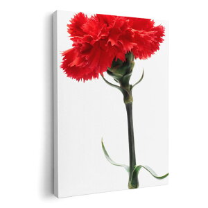 A[gpl G G  IׂTCY 210×297 mm A4 _  ʐ^ tHg CeA  012928 ̓@J[l[V@