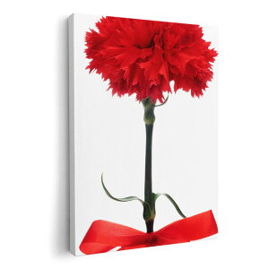 A[gpl G G  IׂTCY 210×297 mm A4 _  ʐ^ tHg CeA  012929 ̓@J[l[V@