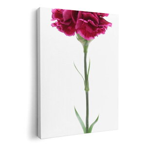アートパネル 絵 絵画 飾り 選べるサイズ 210×297 mm A4 モダン 玄関 写真 フォト インテリア おしゃれ 012933 母の日 カーネーション 花