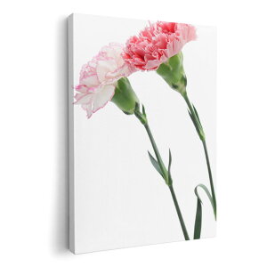 A[gpl G G  IׂTCY 210×297 mm A4 _  ʐ^ tHg CeA  012938 ̓@J[l[V@