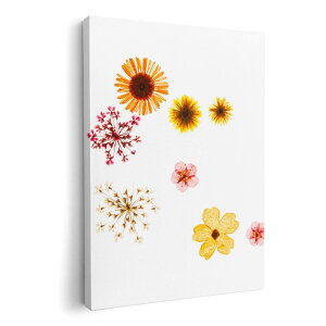 A[gpl G G  IׂTCY 210×297 mm A4 _  ʐ^ tHg CeA  013427 ԁ@ԕ@F