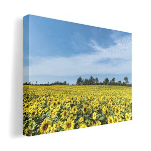 A[gpl G G  IׂTCY 210×297 mm A4 _  ʐ^ tHg CeA  015740 Ђ܂@ԁ@iF@ʐ^