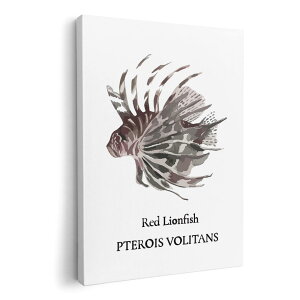 A[gpl G G  IׂTCY 210×297 mm A4 _  ʐ^ tHg CeA  019736 C̐ ni~mJTS red lionfish