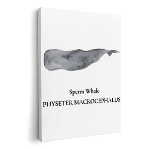 A[gpl G G  IׂTCY 210×297 mm A4 _  ʐ^ tHg CeA  019742 C̐ }bRENW sperm whale