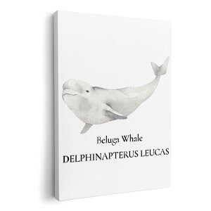 A[gpl G G  IׂTCY 210×297 mm A4 _  ʐ^ tHg CeA  019747 C̐ VCJ beluga whale
