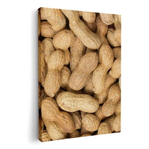 A[gpl G G  IׂTCY 210×148 mm A5 _  ʐ^ tHg CeA  000276 s[ic@Ԑ@Hו