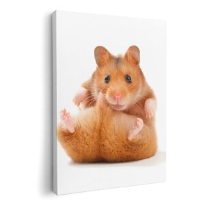 A[gpl G G  IׂTCY 210×148 mm A5 _  ʐ^ tHg CeA  001075 nX^[@