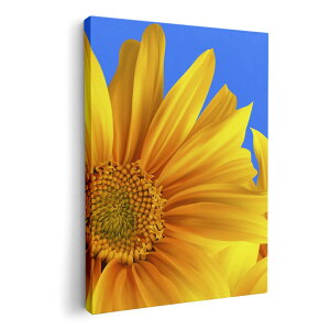A[gpl G G  IׂTCY 210×148 mm A5 _  ʐ^ tHg CeA  001397 Ђ܂