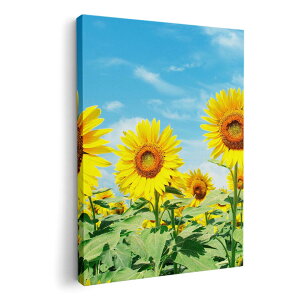 A[gpl G G  IׂTCY 210×148 mm A5 _  ʐ^ tHg CeA  002501 ԁ@Ђ܂@ʐ^