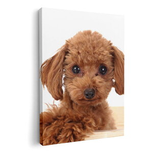 A[gpl G G  IׂTCY 210×148 mm A5 _  ʐ^ tHg CeA  002769 @@ʐ^