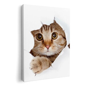 A[gpl G G  IׂTCY 210×148 mm A5 _  ʐ^ tHg CeA  002783 L@@ʐ^